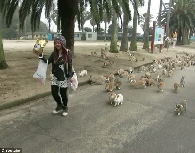 Woman flees bunny stampede on Japan's Rabbit Island - PHOTO+VIDEO