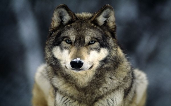 US luger ‘spots wolf wandering down her hall’ - VIDEO