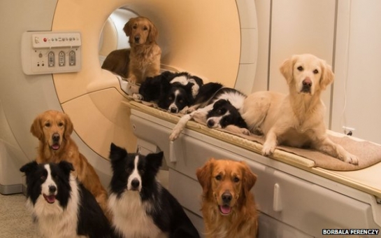 Dogs brain scans reveal vocal responses