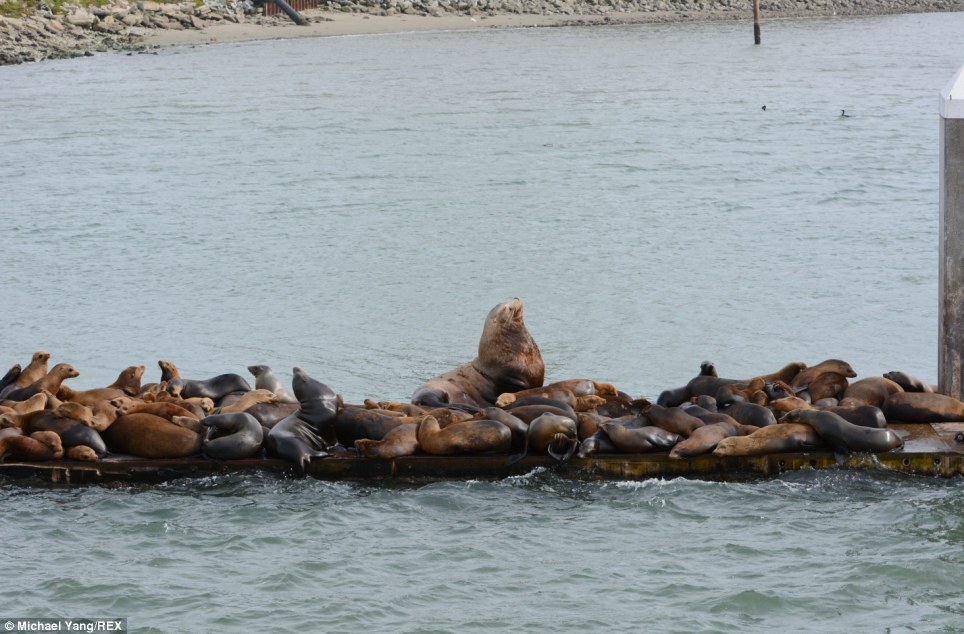 A gigantic Steller sea lion visits a group of smaller relatives - PHOTO