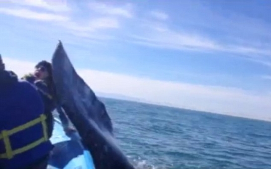 Slapped in the face by a whale's tail - PHOTO+VIDEO