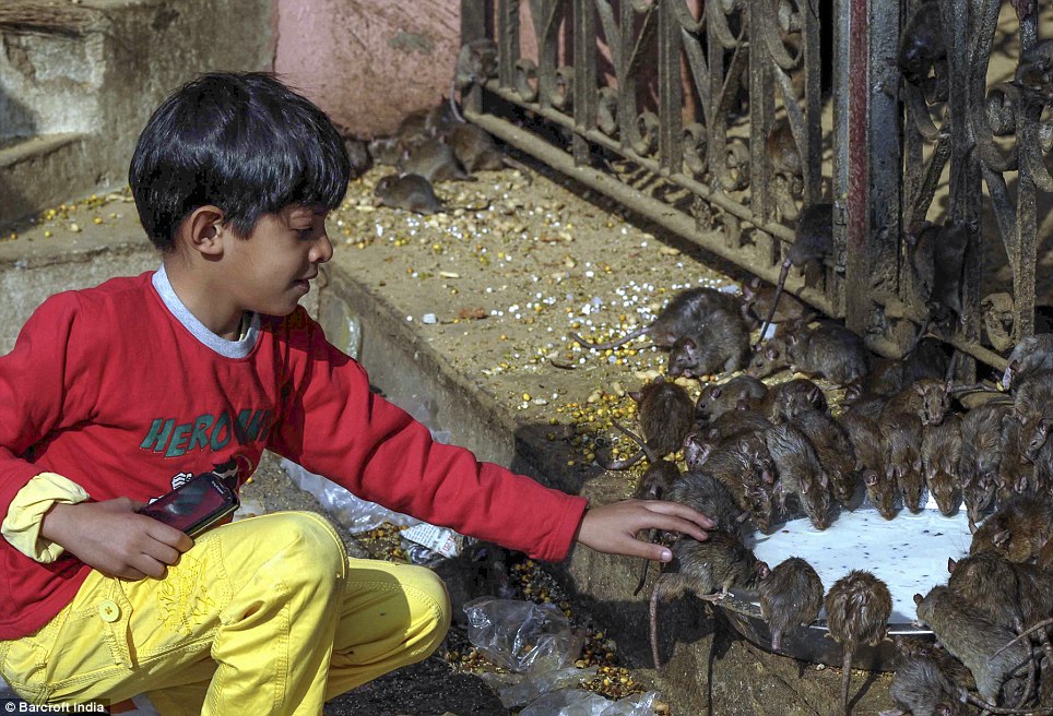 Inside India's rat temple where 20,000 of them are worshipped - PHOTO