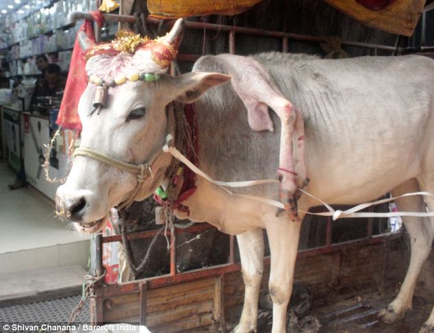 Five-legged cow tours India with extra limb attached to its neck - PHOTO