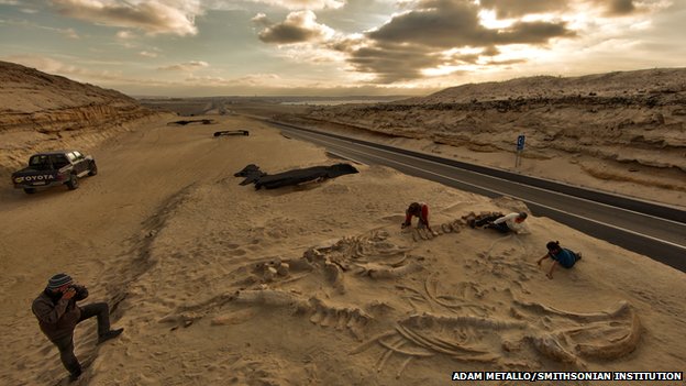 Chile's stunning fossil whale graveyard explained - PHOTO