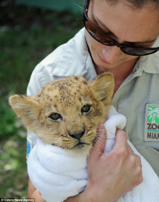 Cute lion cub works on his roar - PHOTO