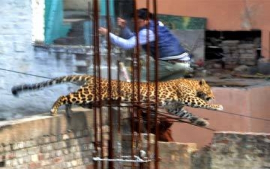 Leopard‬ enters hospital, terrifies patients in ‪Indian‬ town