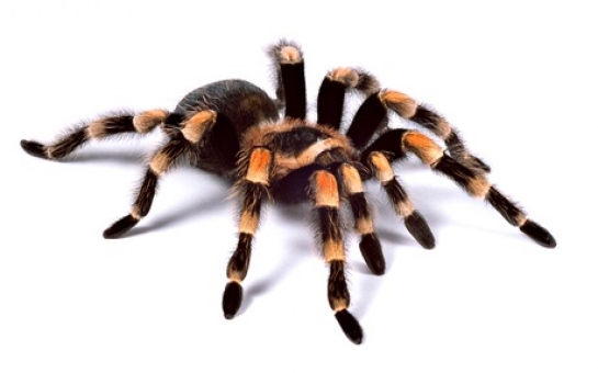 Research proves people's fear of spiders leads to exaggeration