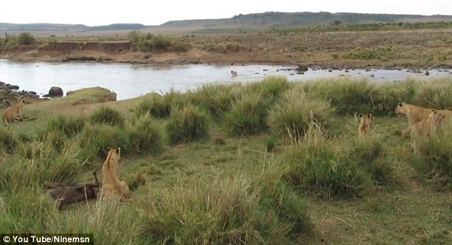 The luckiest zebra you'll see today - PHOTO+VIDEO