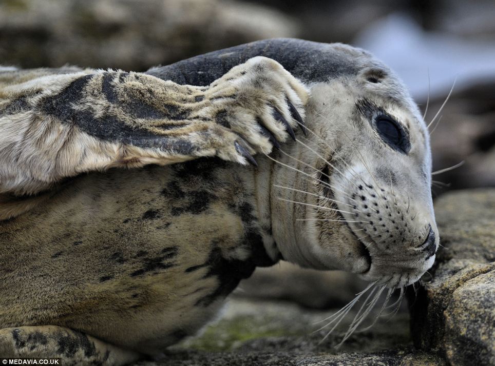 A seal walks into a... - PHOTO