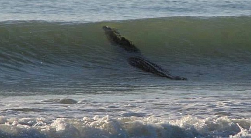 Beach is closed after four metre CROCODILE goes surfing - PHOTO