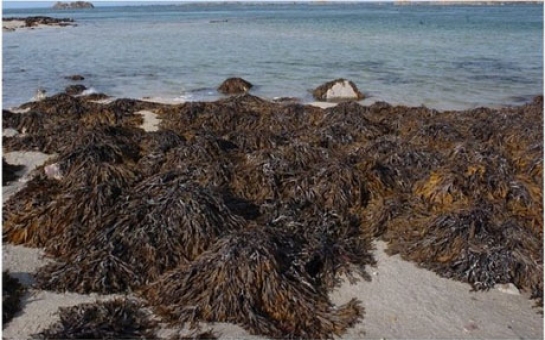 Seaweed 'may be key to weight loss'