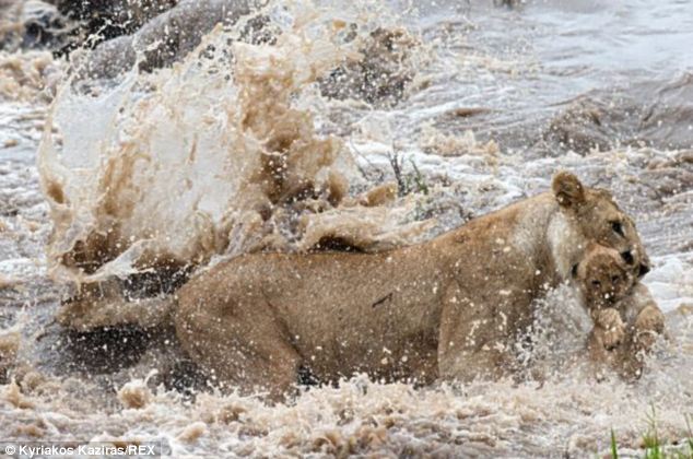 Lioness takes no chances as she carries her cub across the river - PHOTO