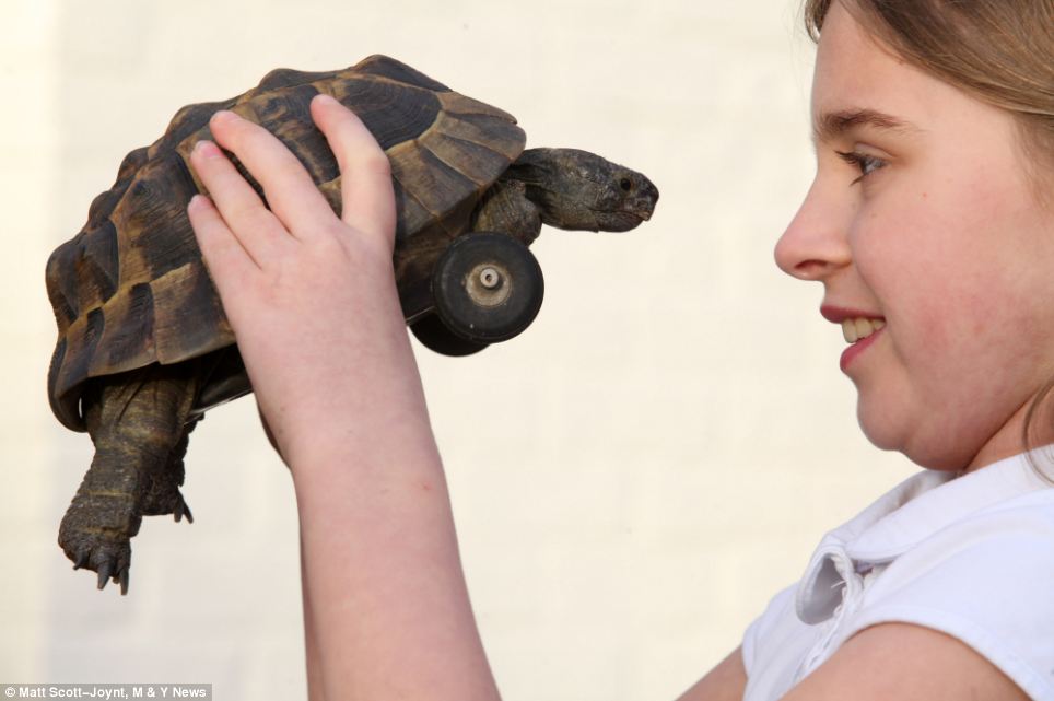 Tortoise given wheel from a model airplane - PHOTO