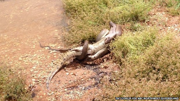 Australia: Snake eats crocodile after battle - PHOTO