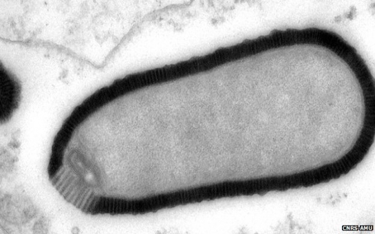 30,000-year-old giant virus 'comes back to life'