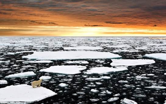 Lonely polar bear witnesses a magnificent arctic sunset