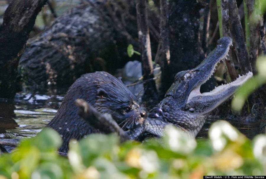 An Otter Attacked An Alligator, And Then Ate It - PHOTO+VIDEO