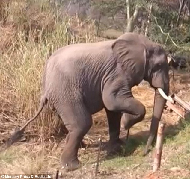 Animals have learned how to avoid barbed wire - PHOTO+VIDEO