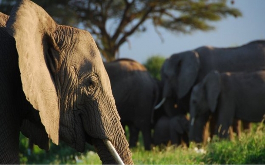 Elephants recognise human voices