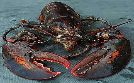 Do lobsters and other invertebrates feel pain?