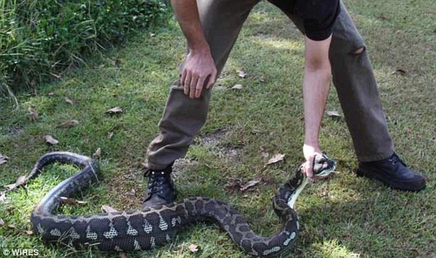 Dog eaten in its kennel by a python - PHOTO