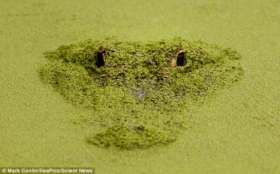 Camouflaged gator glides through carpet of algae - PHOTO