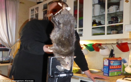 Monster 15-inch rat terrorises Swedish family - PHOTO