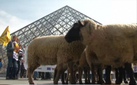 Sheep flock through Louvre museum - VIDEO