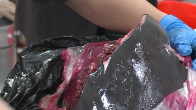 Why Taiwan's illegal dolphin meat trade thrives - PHOTO