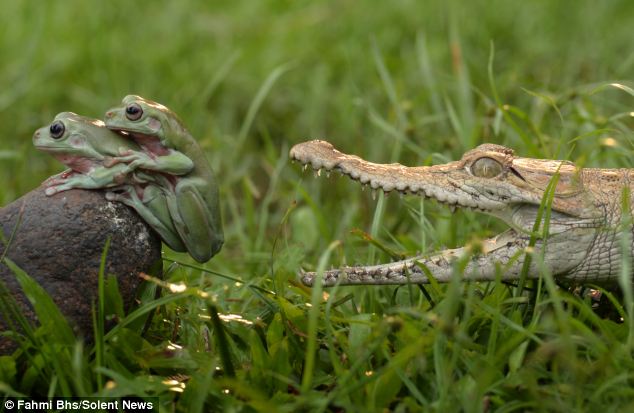 Amorous frogs blissfully unaware of voyeuristic croc behind - PHOTO
