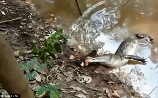 SHOCKING video of alligator that tucks into an electric eel - VIDEO