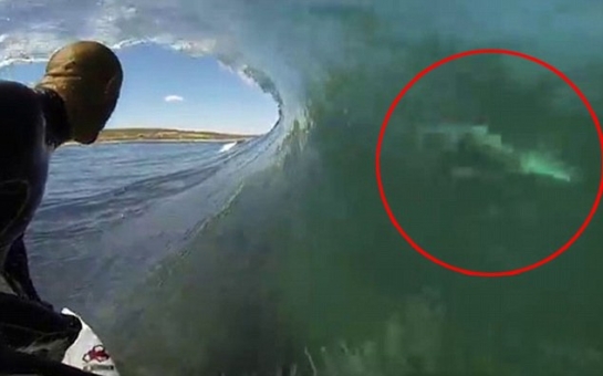 Surfer comes terrifyingly close to 'great white' - VIDEO