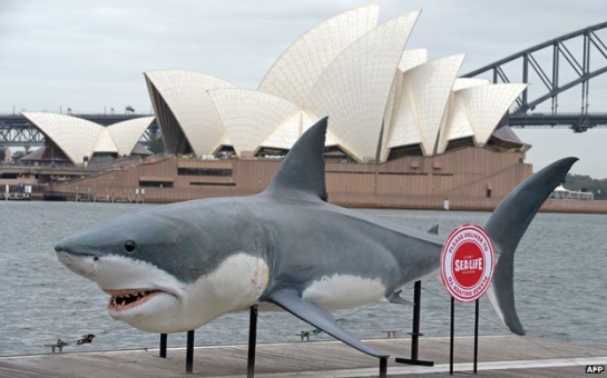 A shark cull divides a nation