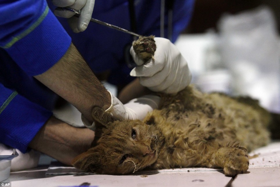 Heartbreaking images of cats and dogs being treated for burns - PHOTO