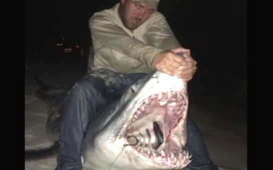 Fisherman catches and 11-foot mako shark weighing 805 POUNDS - PHOTO+VIDEO