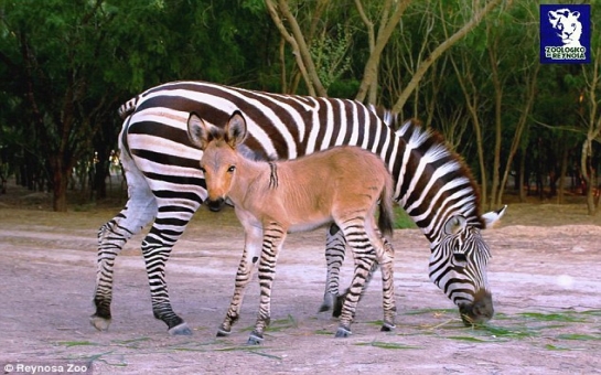 Rare cross-breed born in Mexico - VIDEO