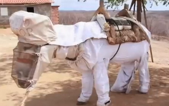 World's first beekeeping donkey has his own suit to protect him from stings - VIDEO