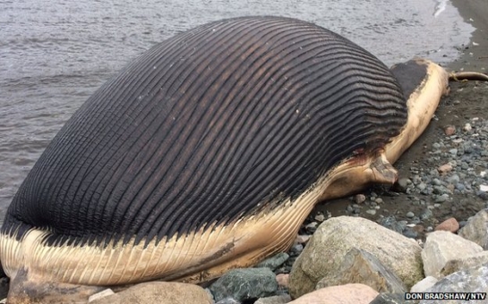 Dead blue whale 'might explode' in Newfoundland town - PHOTO+VIDEO