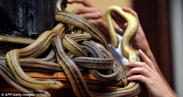 Thousands gather to celebrate bizarre festival of snakes - PHOTO