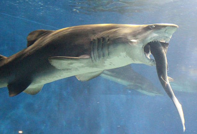 Shark suddenly chomps on smaller reef shark - PHOTO