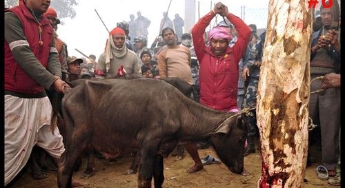 The world's biggest ritual slaughter - PHOTO+VIDEO