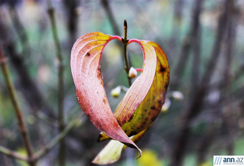 Autumn in Azerbaijan - PHOTO