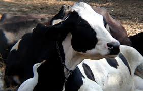 Horrors in India's Dairy Industry