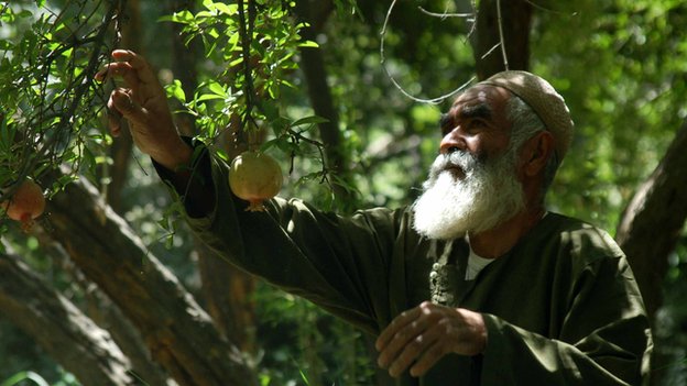 Afghanistan: Can pomegranates power the economy?