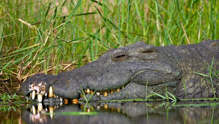 Крокодил убил спортсмена