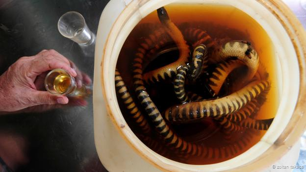 Extreme fishing: On the hunt for deadly sea snakes