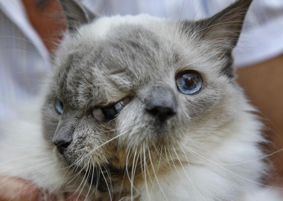 World record-holding two-faced cat dies at the age of 15