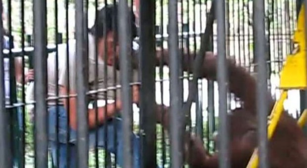 Zooparkda olay: Meymun insana hücum etdi - VİDEO