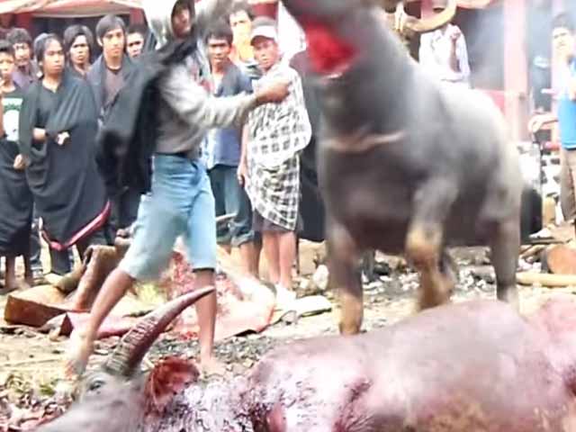 Tana Torajah Funeral Ceremony Water Buffalo Sacrifice