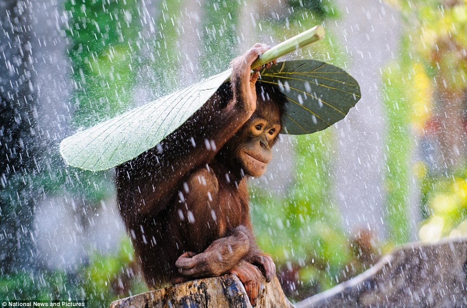 Stunning images vie for Sony World Photography Awards